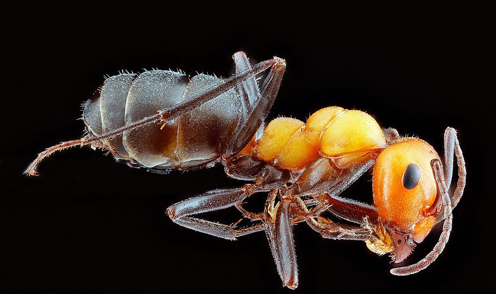 Ant Control service in Pasadena, CA