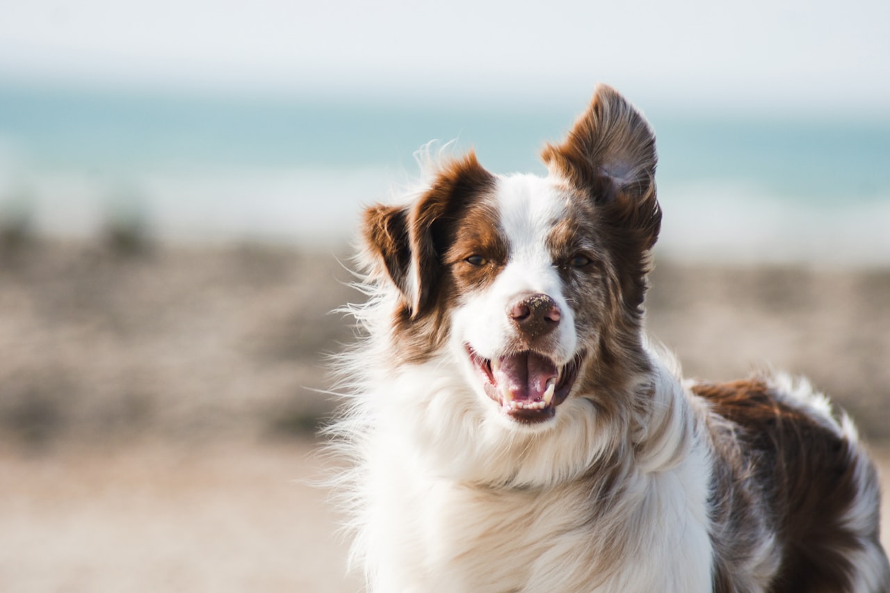 Flea & Tick Control service in Pasadena, CA