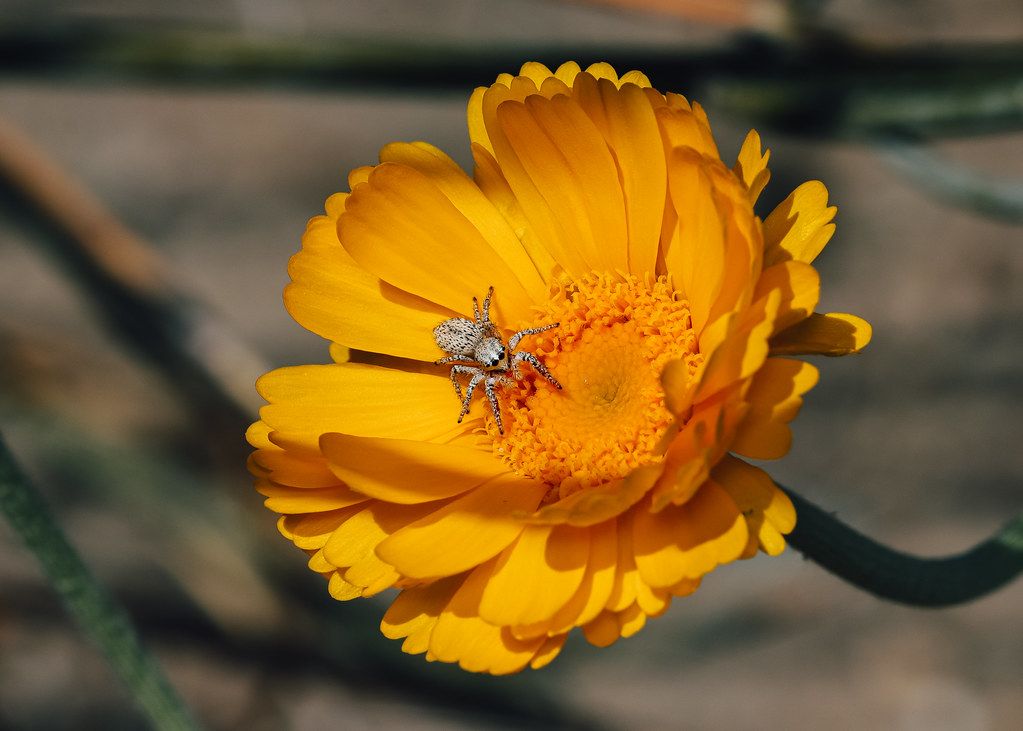 Spider Control service in Pasadena, CA